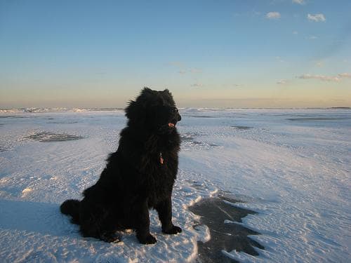 Newfoundland