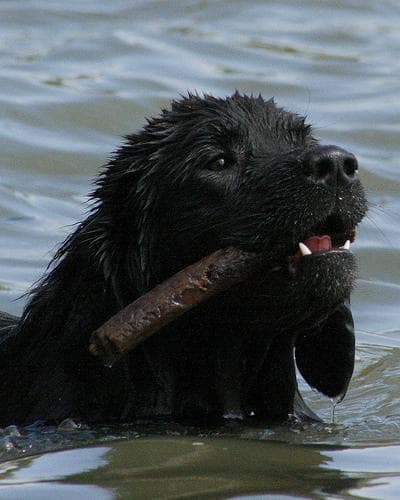 Newfoundland