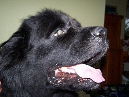 Newfoundland