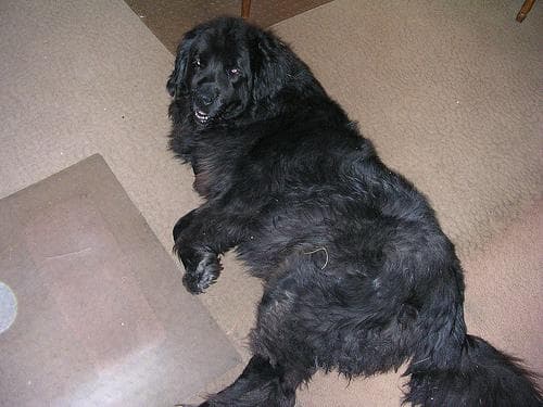 Newfoundland