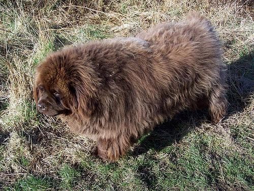 Newfoundland
