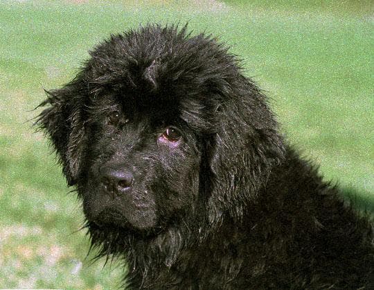 Newfoundland