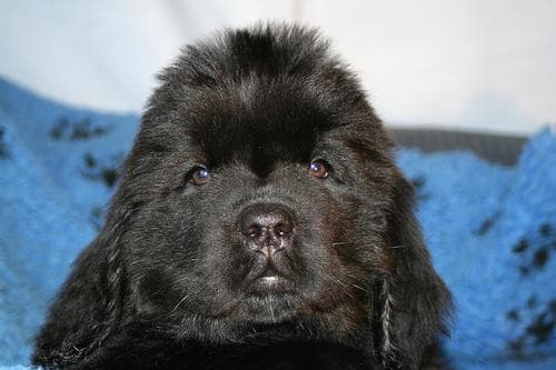 Newfoundland