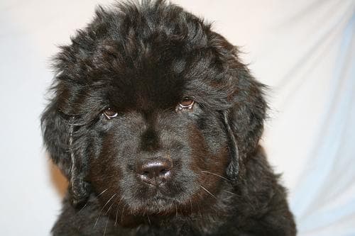 Newfoundland