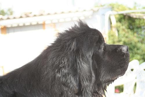 Newfoundland