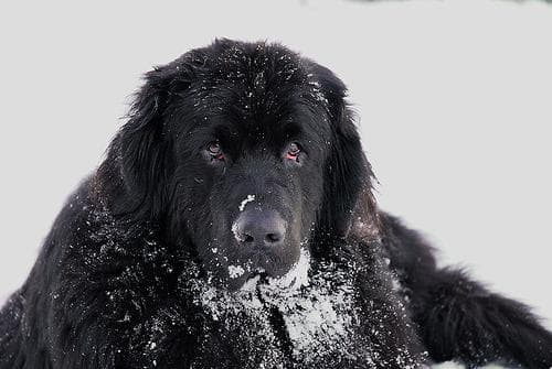 Newfoundland