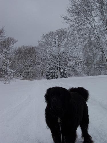 Newfoundland