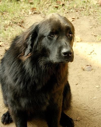 Newfoundland