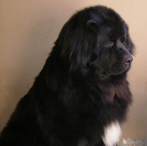 Newfoundland
