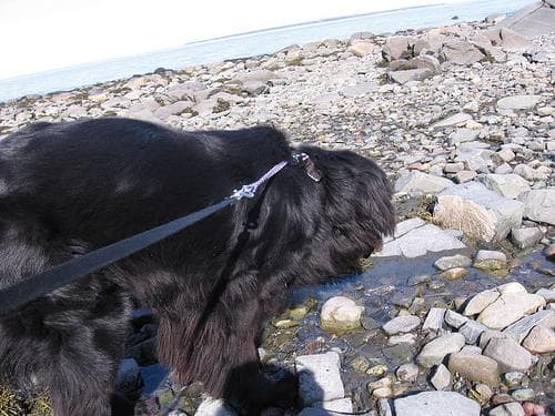 Newfoundland