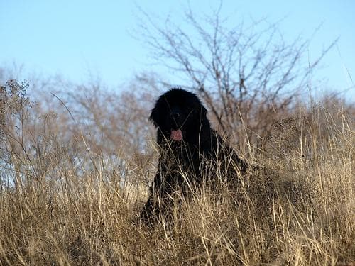 Newfoundland