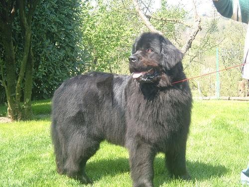 Newfoundland