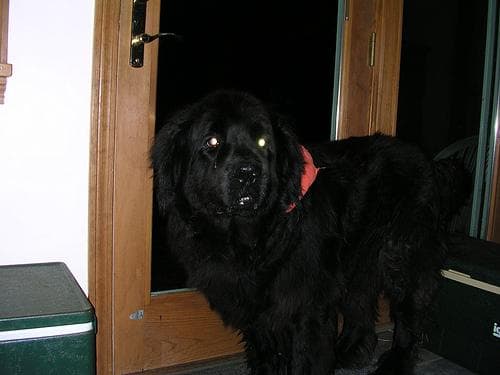 Newfoundland