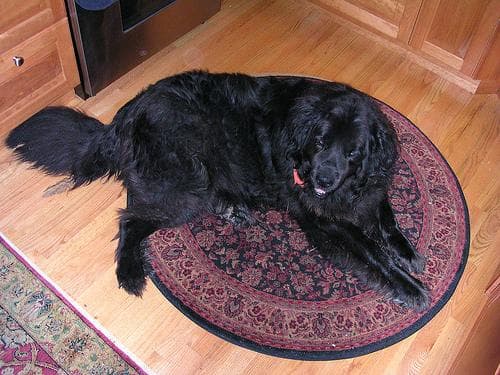 Newfoundland