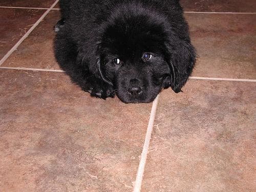 Newfoundland