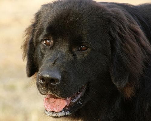 Newfoundland