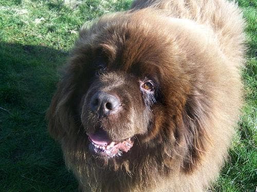 Newfoundland