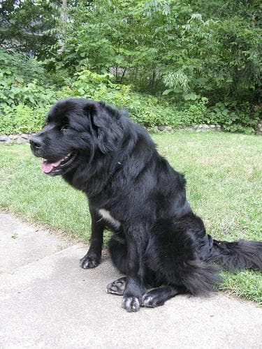 Newfoundland
