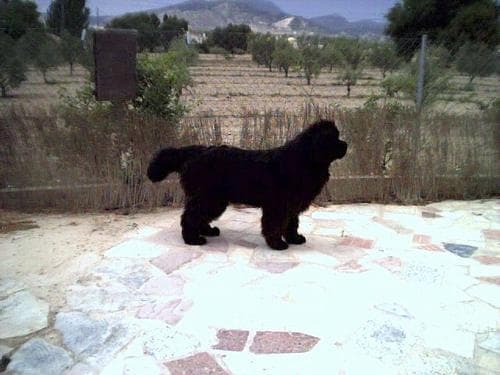 Newfoundland