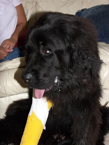 Newfoundland