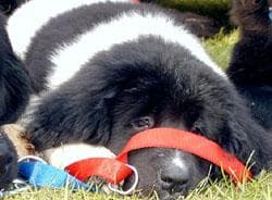Newfoundland
