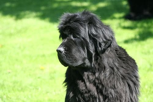 Newfoundland