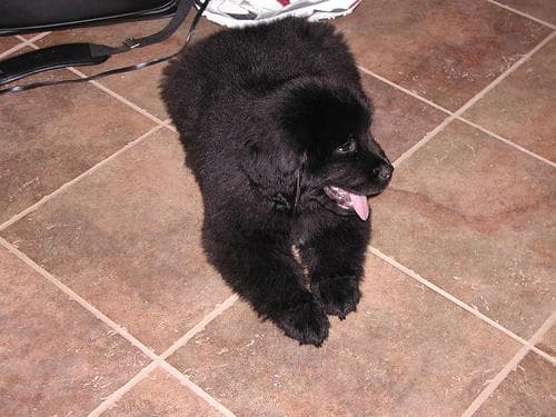 Newfoundland