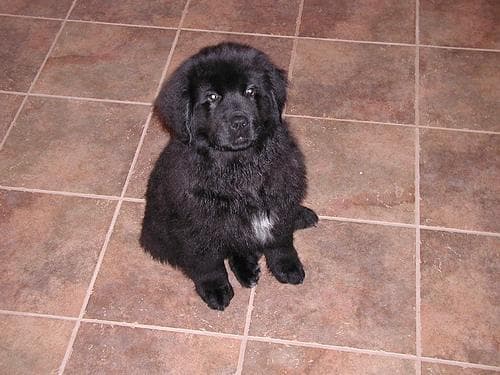 Newfoundland