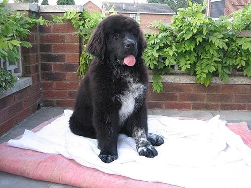 Newfoundland