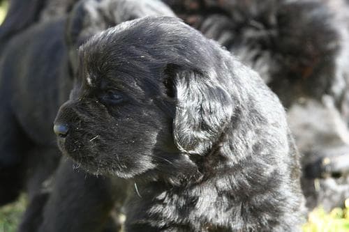 Newfoundland