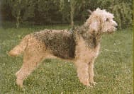 Otterhound