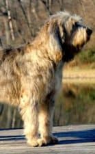 Otterhound