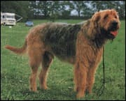 Otterhound