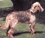 Otterhound
