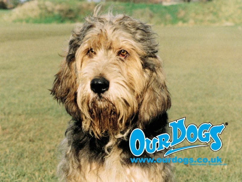 Otterhound