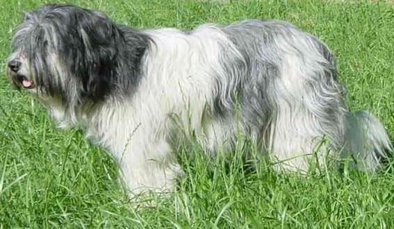 Otterhound