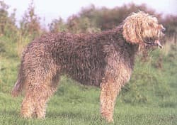 Otterhound