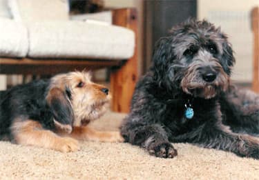 Otterhound