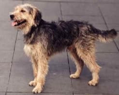 Otterhound