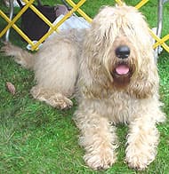Otterhound