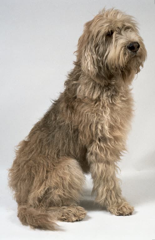 Otterhound