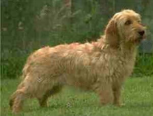 Otterhound