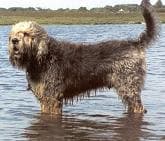 Otterhound