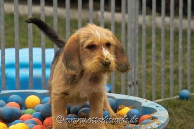 Otterhound