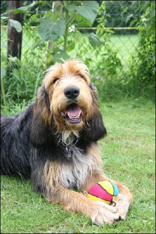Otterhound