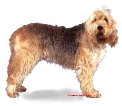Otterhound