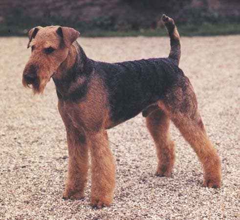 Otterhound