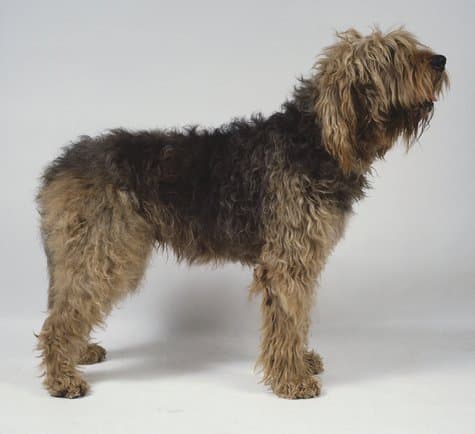 Otterhound