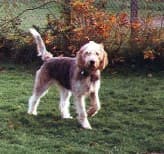 Otterhound