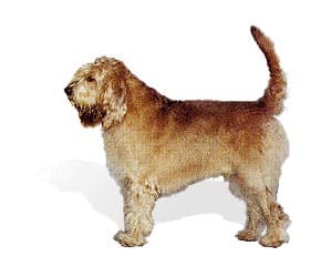 Otterhound